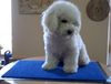 Bichon Frisé Foto: Arthos vom Thomasberg (ID 11861) Bichon Frisé Hund