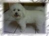 Bichon Frisé Foto: Vom Stiefeler-Schloss (ID 19143) Bichon Frisé Hund