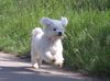 Bichon Frisé Foto: Roxi spielt fangen (ID 11652) Bichon Frisé Hund