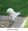 Bichon Frisé Foto: eine ganz liebe. dana aus der zucht JUST FOR FUN (ID 25192) Bichon Frisé Hund