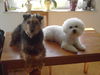 Bichon Frisé Foto: Tabby (Pocahontas) und Anka (ID 42780) Bichon Frisé Hund