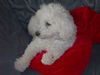 Bichon Frisé Foto: So sieht unser Bichon Frisé aus. (ID 45679) Bichon Frisé Hund