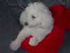 Bichon Frisé Hund