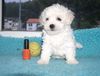 Bichon Frisé Foto: Vom Stiefeler-Schloss (ID 12168) Bichon Frisé Hund