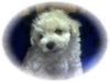 Bichon Frisé Foto: Vom Stiefeler-Schloss (ID 19144) Bichon Frisé Hund