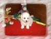 Bichon Frisé Foto: Vom Stiefeler-Schloss (ID 12167) Bichon Frisé Hund