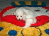 Bichon Frisé Foto: Vom Stiefeler-Schloss (ID 16441) Bichon Frisé Hund