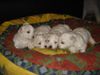 Bichon Frisé Foto: vom Adlerhorst (ID 16786) Bichon Frisé Hund