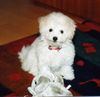 Bichon Frisé Foto: Bichon Frise vom Adlerhorst (ID 14192) Bichon Frisé Hund