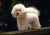 Bichon Frisé Foto (ID 92) Bichon Frisé Hund