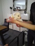 Bichon Frisé Foto: Unser neues Baby Keyla 6 Wochen (ID 47829) Bichon Frisé Hund