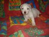 Bichon Frisé Foto: vom Adlerhorst (ID 24278) Bichon Frisé Hund
