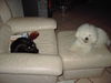 Bichon Frisé Foto: Pocahontas und Minka (ID 38472) Bichon Frisé Hund
