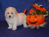 Bichon Frisé Foto: Bichon Frise vom Adlerhorst (ID 15659) Bichon Frisé Hund