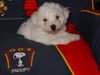Bichon Frisé Foto: vom Adlerhorst (ID 20936) Bichon Frisé Hund