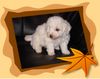Bichon Frisé Foto: Bichon Frise vom Adlerhorst (ID 15662) Bichon Frisé Hund