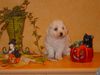 Bichon Frisé Foto: Bichon Frise vom Adlerhorst (ID 15661) Bichon Frisé Hund