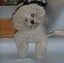 Bichon Frisé Foto: mein herkules (ID 44380) Bichon Frisé Hund