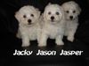 Bichon Frisé Foto: Bichon Frise vom Adlerhorst (ID 18865) Bichon Frisé Hund