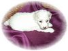 Bichon Frisé Foto: Vom Stiefeler-Schloss \ (ID 22426) Bichon Frisé Hund