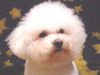 Bichon Frisé Foto: Bichon Frise Deckrüde Lucky (ID 11418) Bichon Frisé Hund