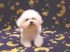 Bichon Frisé Foto: Bichon Frise Deckrüde Lucky (ID 11419) Bichon Frisé Hund