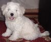 Bichon Frisé Foto: Ist sie nicht süss!? (ID 18307) Bichon Frisé Hund