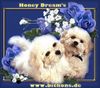 Bichon Frisé Foto: Bichon frise Zucht Honey Dream's stellt seine Welpen vor (ID 16213) Bichon Frisé Hund