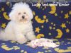 Bichon Frisé Foto: Bichon Frise vom Adlerhorst (ID 14191) Bichon Frisé Hund