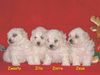 Bichon Frisé Foto: Bichon Frise vom Adlerhorst (ID 11549) Bichon Frisé Hund