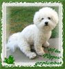 Bichon Frisé Hund