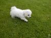 Bichon Frisé Foto: Gestatten mein Name ist Buddy (ID 13095) Bichon Frisé Hund