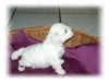 Bichon Frisé Foto: Vom Stiefeler-Schloss (ID 22427) Bichon Frisé Hund