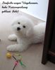 Bichon Frisé Foto: dana nimmt's gelassen, grinst sie etwa ? (ID 19281) Bichon Frisé Hund