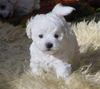 Bichon Frisé Foto: prodám štěňatka (ID 8113) Bichon Frisé Hund