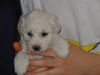 Bichon Frisé Foto (ID 25267) Bichon Frisé Hund