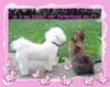 Bichon Frisé Foto: superhund dana (ID 42413) Bichon Frisé Hund
