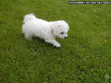 Bichon Frisé Hunde Foto 13095 Bichon Frisé Gestatten mein Name ist Buddy