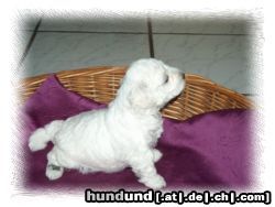 Bichon Frisé Hunde Foto 22427 in höherer Auflösung ansehen Bichon Frisé Vom Stiefeler-Schloss