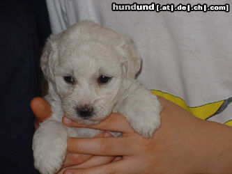 Bichon Frisé Hunde Foto 25267 Bichon Frisé