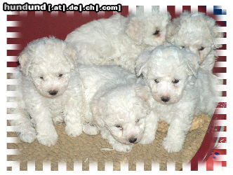 Bichon Frisé Hunde Foto 25981 Bichon Frisé Luna vom Stiefeler-Schloß mit Freund
