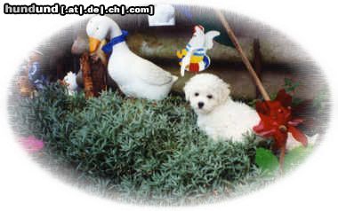 Bichon Frisé Hunde Foto 22424 in höherer Auflösung ansehen Bichon Frisé Vom Stiefeler-schloss