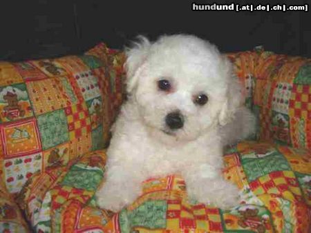 Bichon Frisé Hunde Foto 25536 in höherer Auflösung ansehen Bichon Frisé vom Adlerhorst