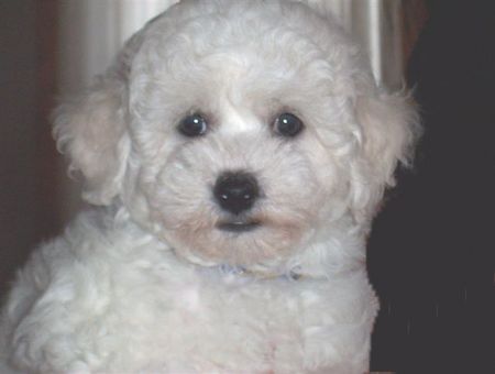 Bichon Frisé vom Adlerhorst