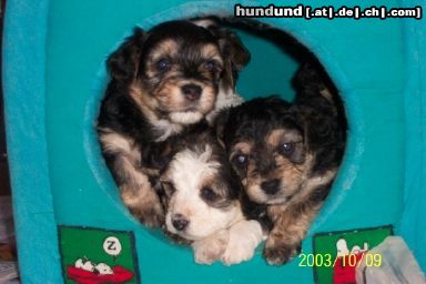 Bichon/Yorkie Hunde Foto 6071 Bichon/Yorkie Barbie Beauties Nugget, Neuman o Nilla Vanilla 4 w