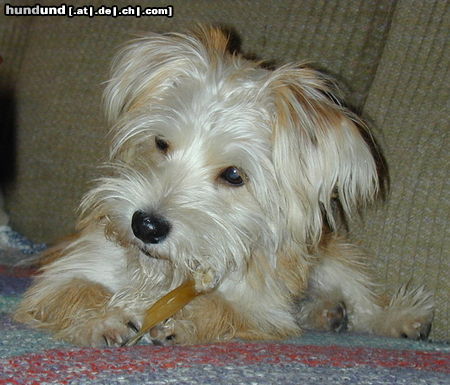 Bichon/Yorkie Hunde Foto 24397 Bichon/Yorkie fuzzy