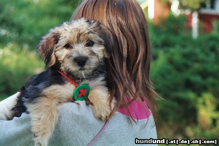 Bichon/Yorkie Hunde Foto 19332 in höherer Auflösung ansehen Bichon/Yorkie Barbie Beautie's Qvinni 8 v