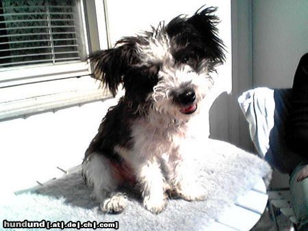 Bichon/Yorkie Hunde Foto 12477 Bichon/Yorkie Peps, 5 months