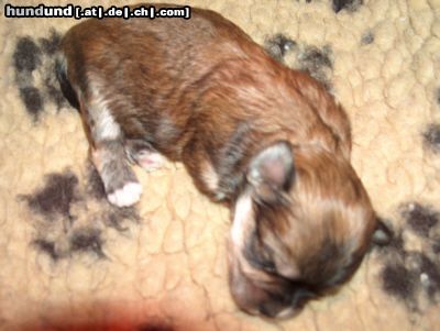 Bichon/Yorkie Hunde Foto 7726 Bichon/Yorkie Einer unseres ersten Bichon_Yoky wurfs