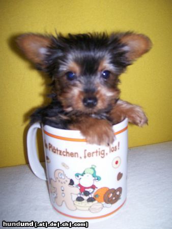 Bichon/Yorkie Hallo! Ich bin Linus. Ein waschechter Bichon-Yorkie.